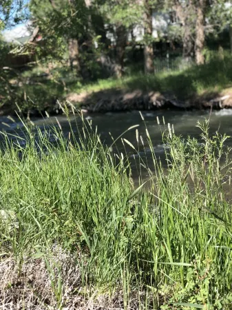 Beautiful hand-crafted log cabin on Horse Creek one block off Main Street.