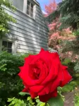 Briar Rose