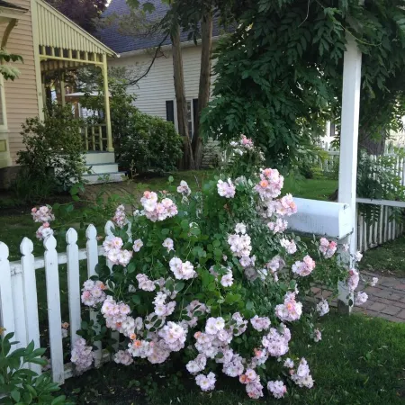 In the Heart of Maine, Nestled in Camden Village