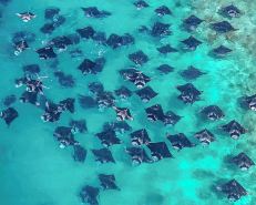 Turtle Inn Dharavandhoo