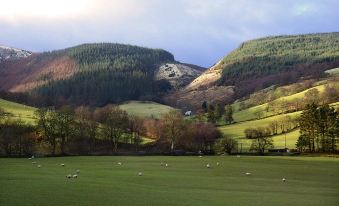 a lush green field with a herd of sheep grazing on the grass , surrounded by mountains in the background at Palé Hall