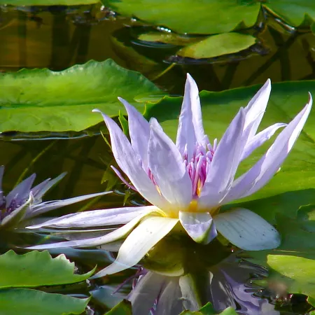 Tiwani Sunset, a Little Piece of Eden Отели в г. Тиви