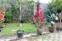Homestay Amanda Hôtels à : Bendosari