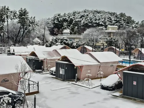 Daebudo Glam Forest Daebudo