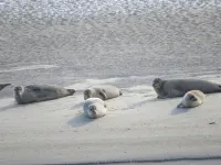 Cozy middle row house near the dike and harbor, children + dogs welcome