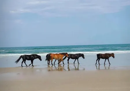 OceanfrontOasis w/Breathtaking Views! Pool w/TikiBar.Hottub.Guesthouse