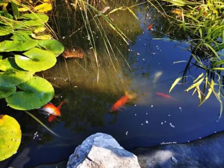 Specious Quiet 3b2b single family home with fish pond and Netflix more