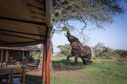 Mawe Luxury Tented Camp Hotels in Serengeti