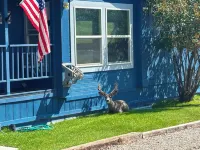 Wild West Hideaway a 3-bedroom house in charming Challis with WiFi, AC. Book now