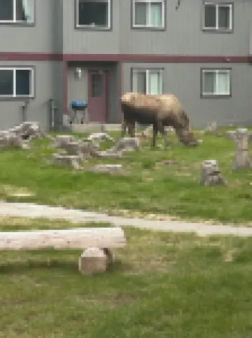 Apartment in the Heart of Kenai Just 1.2 Miles from the Mouth of the Kenai River