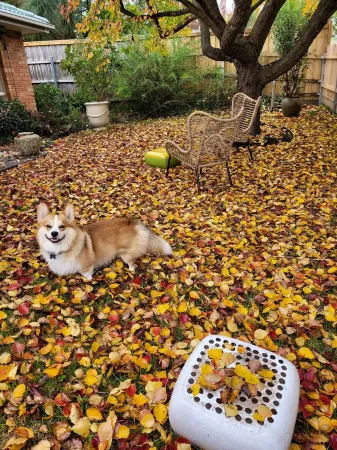 Pet friendly. Park, walking track and adventure playground close by.