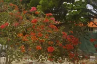 어드밴티지 미니 리조트