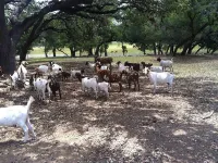 Hansel & Gretel Charming Cabin @ HomeAway Ranch & NoahSanctuary - Pet Friendly!
