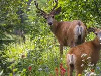 Crystal Forest #29 by Bear Country Hotels in Sun Peaks