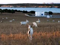 The Rooster | Wellness & Lifestyle Resort Antiparos Hotels in Antiparos