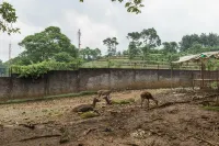 RedDoorz Plus @ Lodaya Gunung Geulis Puncak