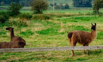 two alpacas are grazing in a grassy field near a wooden fence , with trees in the background at The Saracens Head