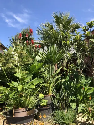 Jungle house