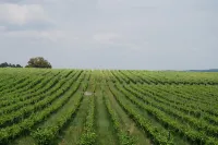 House Luís de Camões | Bed & Breakfast Hotels in Nelas