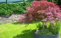 Schenna Garni Eden Bed & Breakfast - Mountain view