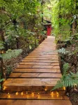 Secluded forest Retreat, Paradise Valley, Rotorua.