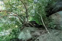 Stone Garden Ayurveda Hotel Hotels in Dikwella