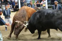 Bullfighting and Nishikigoi Traditional Culture House