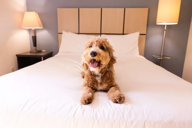 Sonesta Simply Suites Las Vegas Convention Center