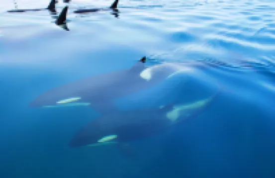 ForestHouseRanapirica