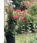 Sunny Blue Bungalow near Nashville in Historic Downtown Murfreesboro