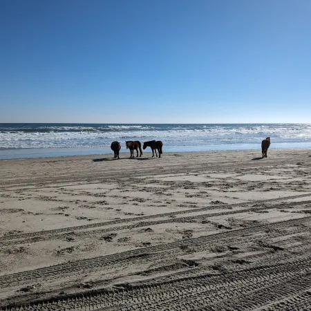 The Salty Seahorse!4x4 beach, private dock, hot tub, pool, Horses. Pet-Friendly