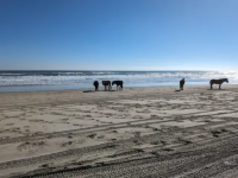 The Salty Seahorse!4x4 beach, private dock, hot tub, pool, Horses. Pet-Friendly Hotels in Fruitville