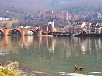 Lotte - the Backpackers Hotels in Neckargemund