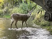 Swisher Farmhouse @ Granny Flats
