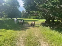Small 19th-century house surrounded by vines, Domaine viticole de Rochambeau Hotels in Soulaines-sur-Aubance