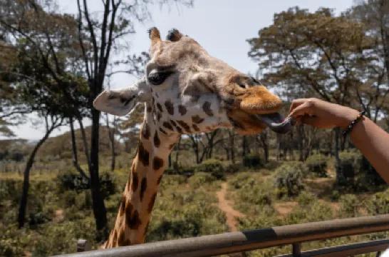 Radisson Blu Hotel Nairobi, Upper Hill Hotels near Upper Hill