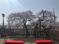 Oyado Sakura Gojo Station فنادق في غوجو