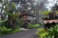 Fern Paradise