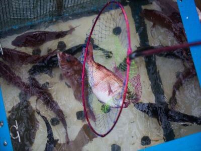 その他 ホテルリマーニの写真