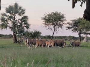 Fiume Lodge & Game Farm