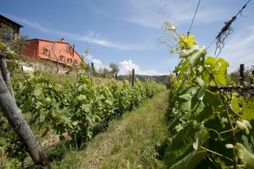Two-room apartment in farmhouse surrounded by greenery and a few kilometers from the sea