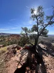 WildWestWillow Kanab UT - Kid & K9 Friendly!