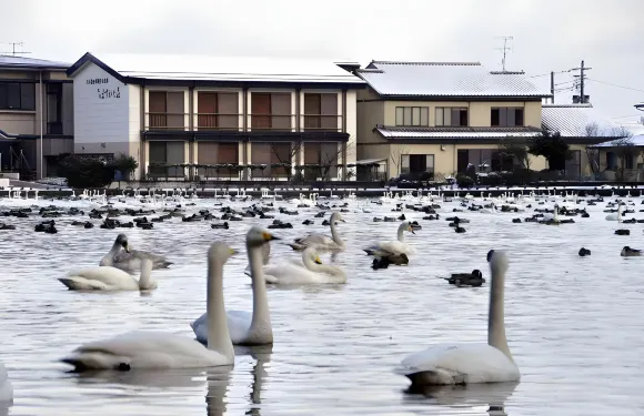 割烹旅館Masugata莊