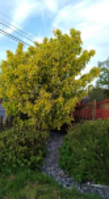 馬德拉魯雅有機住宿酒店 酒店