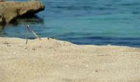 Hotel Oasi da Paolo - Beach