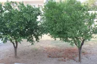 Detached apartment surrounded by greenery, in the quietness a stone's throw from the center