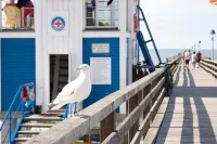 Dünenkieker (sea buckthorn)