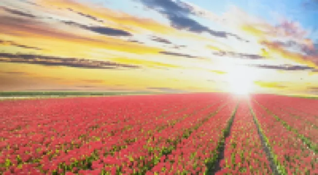 Tulip Studio Superior, Grand Resort Pamporovo