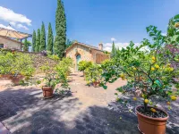 Il Sangiovese
