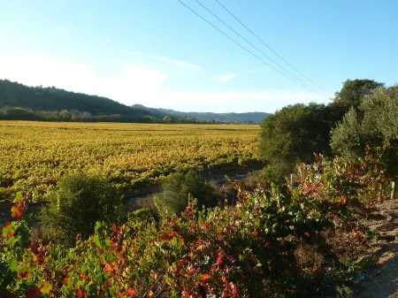 Healdsburg Cottage  Walk to the Plaza, Workspace Отели рядом с достопримечательностью «Healdsburg Ridge Open Space Preserve»